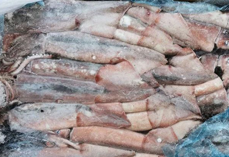 新西蘭魷魚(yú)